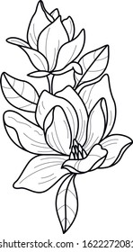 peony flower line design decorative 