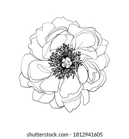 Peony flower. Line drawing. Black and white illustration. Vector.
