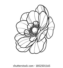Peony flower linework vector illustration