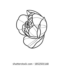 Peony flower linework vector illustration