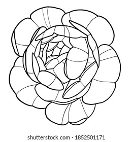 Peony flower linework vector illustration