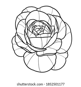 Peony flower linework vector illustration