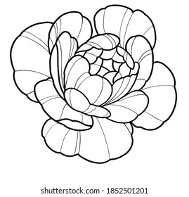 Ilustración vectorial de la línea de flores de Peony