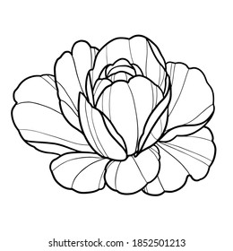 Ilustración vectorial de la línea de flores de Peony
