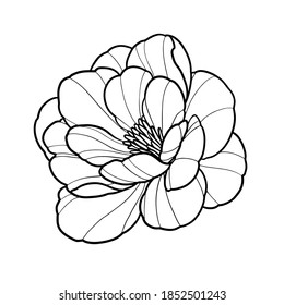 Peony flower linework vector illustration