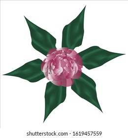 Peony, a flower made in a realistic style.