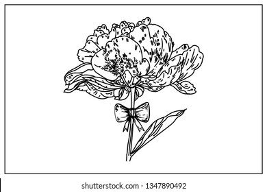 Peony flower on the stem with a bow. Symbol of love and gift. Design elements for Valentine's day card. Vector flower peony.