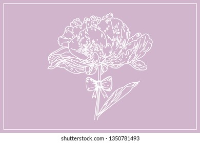 Peony flower on the stem with a bow. Symbol of love and gift. Design elements for Valentine's day card. Vector flower peony.