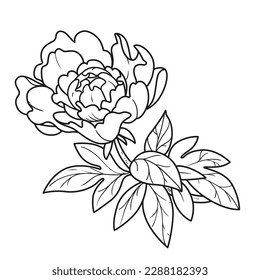 Peony flower on a stem coloring book linear drawing isolated on white background