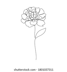 Peony flower on white background. One line drawing style.