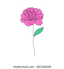 Peony flower on white background. One line drawing style.
