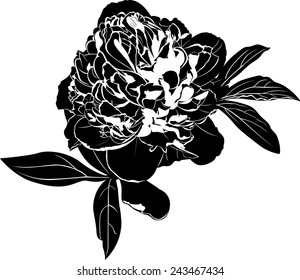 peony flower on white background