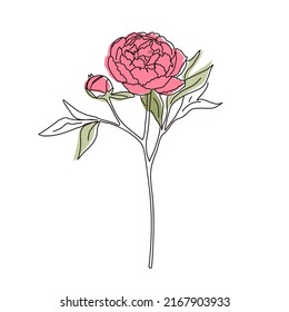 Peony flower one line vector art. Hand drawing illustration silhouette contour print.
