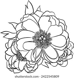 peony flower outline illustration isolated