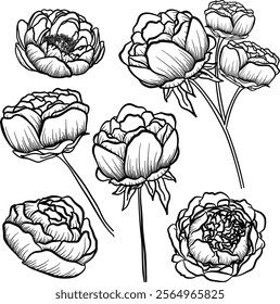 Peony Flower Outline Ornament Collections