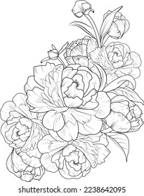 peony flower pencil art. Flowers branch of peony, Hand drew vector illustration Vintage design elements bouquet floral natural collection coloring page or book for adult and children isolated on white