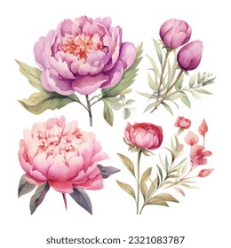 peony flower set watercolor vector illustration