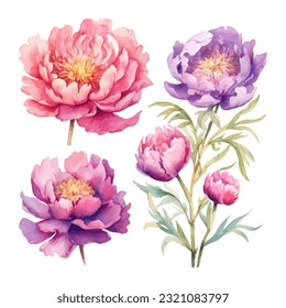 peony flower set watercolor vector illustration