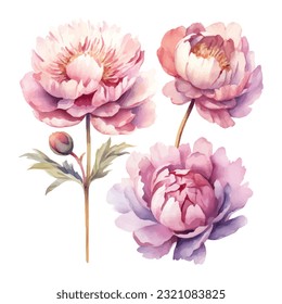 peony flower set watercolor vector illustration