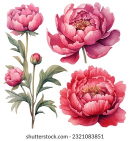 peony flower set watercolor vector illustration