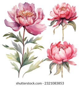 peony flower set watercolor vector illustration