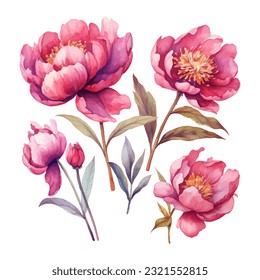 peony flower set watercolor vector illustration