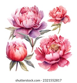 peony flower set watercolor vector illustration