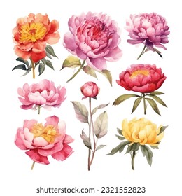 peony flower set watercolor vector illustration