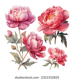 peony flower set watercolor vector illustration