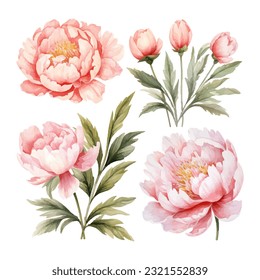 ilustración del vector de acuarela del conjunto de flores del peón