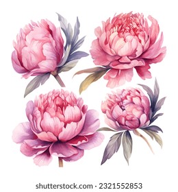 peony flower set watercolor vector illustration