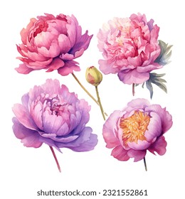 peony flower set watercolor vector illustration