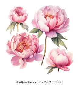 peony flower set watercolor vector illustration