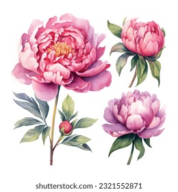 ilustración del vector de acuarela del conjunto de flores del peón