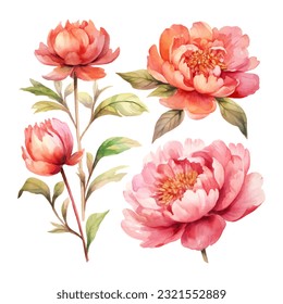 peony flower set watercolor vector illustration