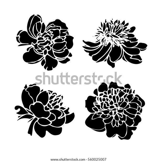 牡丹の花のシルエットセット 白黒の花 春のお祭りの旗 結婚式の招待 ブライダルシャワーに最適 ベクターイラスト のベクター画像素材 ロイヤリティフリー