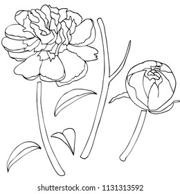Peony flower sketch hand drawn, vector illustration.