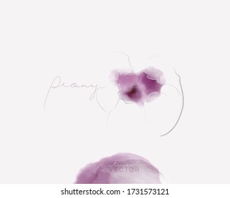 Peony flower, sketch and watercolor. Vector