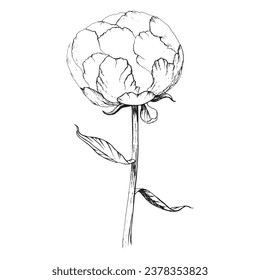 Hojas de tallo de flores de peonía línea gráfica negra 