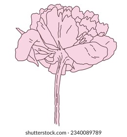 Peony flower and stem line filled pink color illustration. Hand drawn realistic detailed vector illustration clipart isolated.