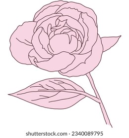Ilustración de color rosa con flor de peones y línea de tallo. Hand dibujó ilustraciones vectoriales detalladas y realistas aisladas.