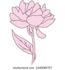 Peony flower and stem line filled pink color illustration. Hand drawn realistic detailed vector illustration clipart isolated.