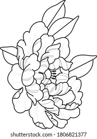 peony flower tattoo sketch black and white