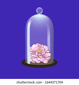 Peony flower under the glass