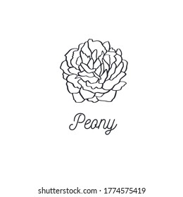 Doodle vectorial de flores peony. Elemento botánico