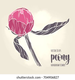 Peony flower vector hand drawn sketch. Floral plant botany element. Colorful illustration on light background for your design.