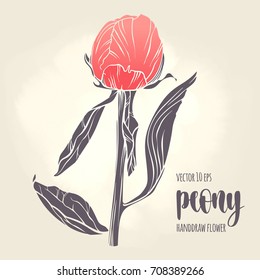 Peony flower vector hand drawn sketch. Floral plant botany element. Colorful illustration on light background for your design.