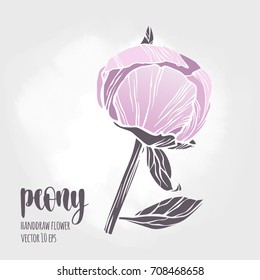 Peony flower vector hand drawn sketch. Floral plant botany element. Colorful illustration on light background for your design.