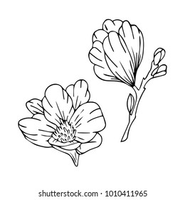 Peony flower vector illustration. Doodle style. Design, print, logo, decor, textile, paper.