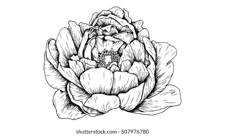 Peony flower vector illustration ink sketch style
